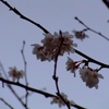 绽放