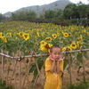 太阳花
