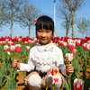 郁金香花开