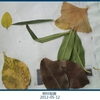 树叶贴画-12.jpg