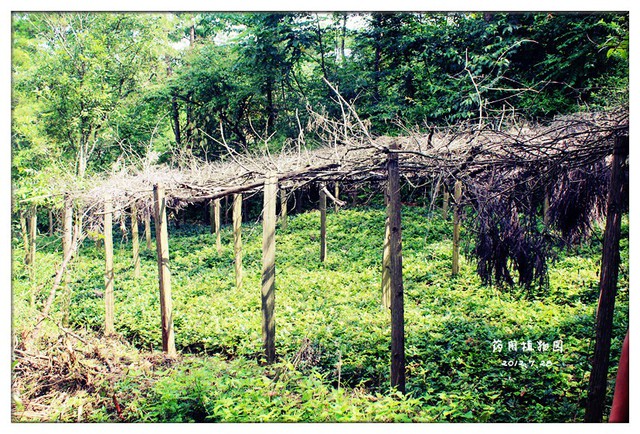 花之媚——游黄水药用植物园