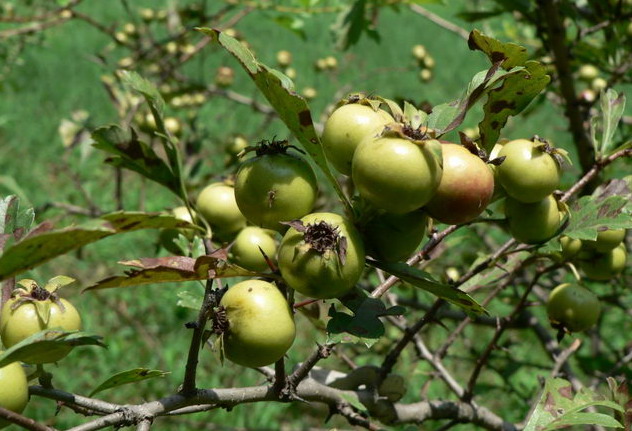 fruit      【拉丁名】:crataegi cuneatae      【别名】:山楂子