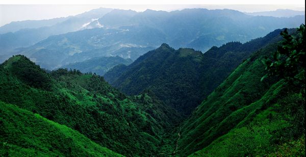 【开团贴】长寿之乡湘西麻阳高山黄桃特供,年产仅4000箱