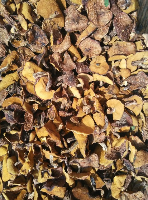 木兰围场野生蘑菇