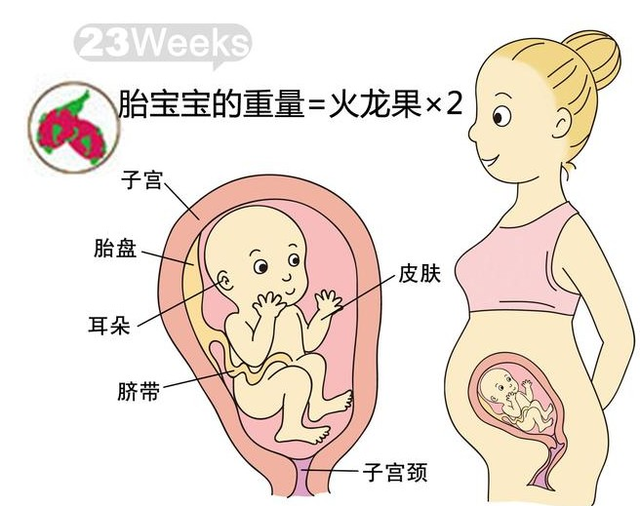 图解:孕期1-40周,胎儿到底有多大,很有意义