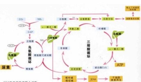 卡路里  "hicibi"原则采用[油盾] [糖盾]来切断我们体内三种主要营养