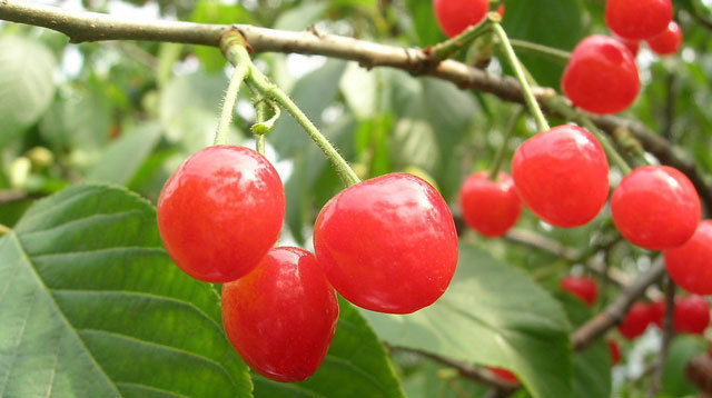 樱桃能不能吃?