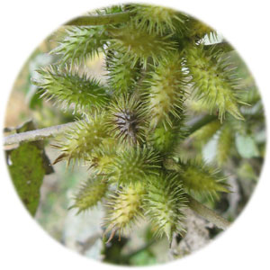 骨刺和颈椎_转自爱卡