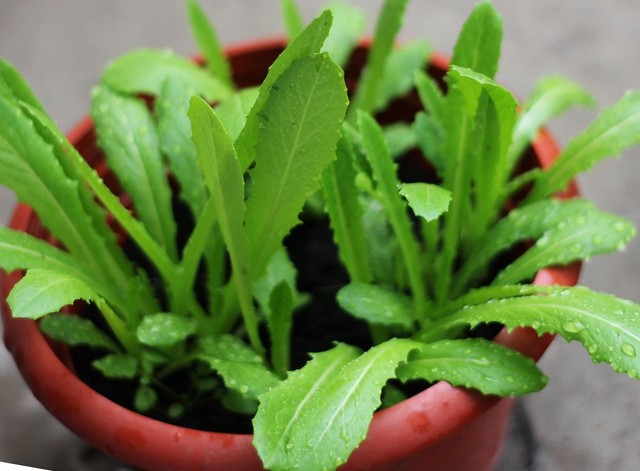 前阵子跟老公去花卉市场买花,顺便买了包油麦菜种子回来种在阳台