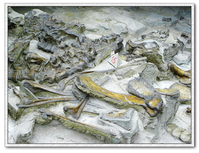 秋游——自贡恐龙博物馆_前几个星期就在计划要去自贡恐龙博物馆_宝宝