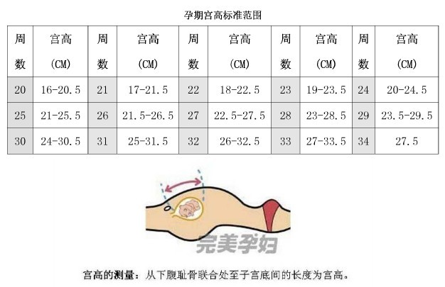 孕妇胎儿体重增长表 腹围宫高标准 宝宝树