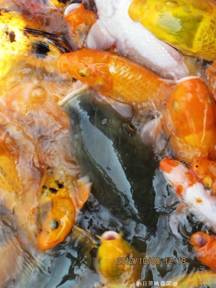 喂完鱼,栎栎也填饱了肚子,就在旁边的长廊开心的走来走去.