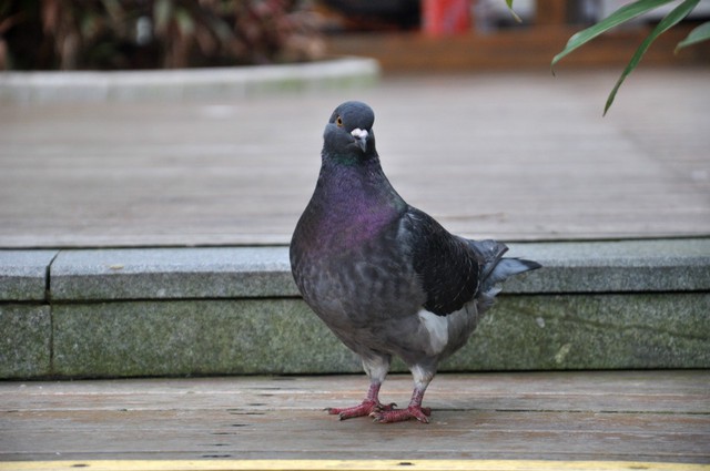 跟着感觉走---大侠谷 - 口水大王的日记-babytree 宝宝树