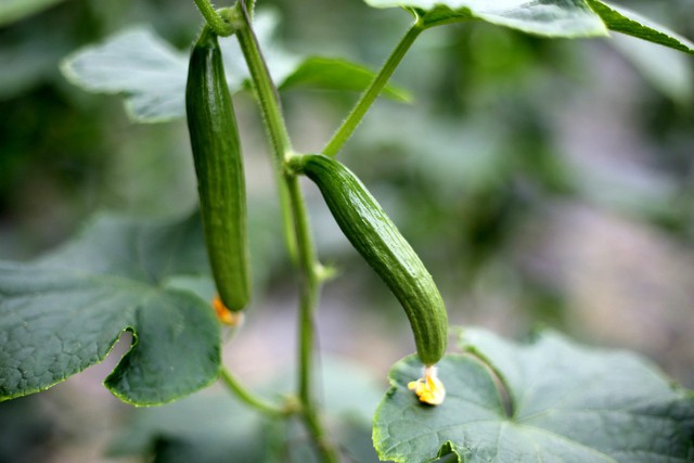 五一农家采摘乐——荷兰黄瓜,草莓,圣女果 - 多拉n个梦的日记-babytre