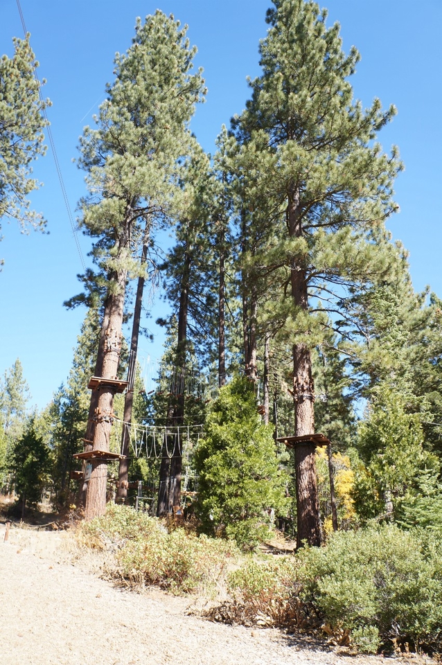 10/14 tree top adventure