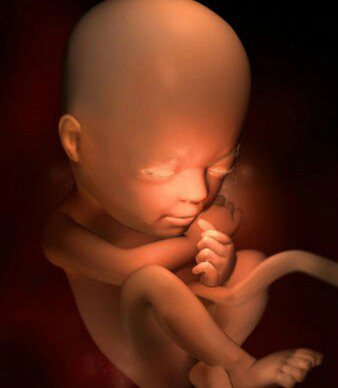 孕二十三周胎儿真实图图片