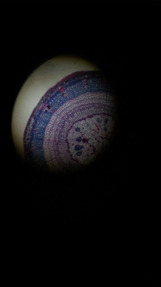 journal_insert_pic_129735635