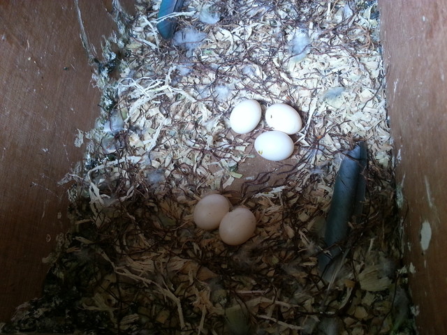 和尚鹦鹉蛋来咯