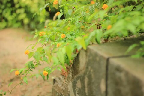 journal_insert_pic_154224254