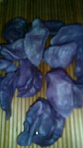 journal_insert_pic_159362713