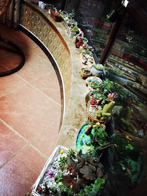 有没有爱多肉植物的宝妈_都想干走怎么办?太激动.太爱了.可惜_宝宝树