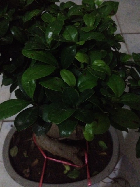 看看我这人参榕是和什么嫁接的呢?