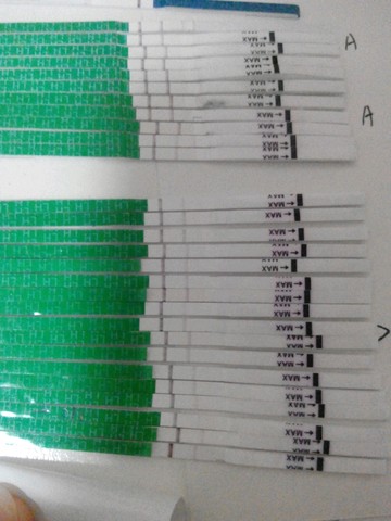 journal_insert_pic_270602593