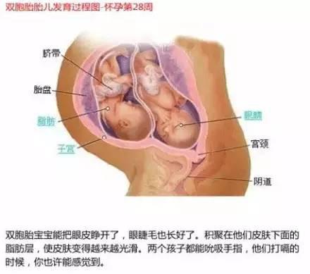journal_insert_pic_325532266
