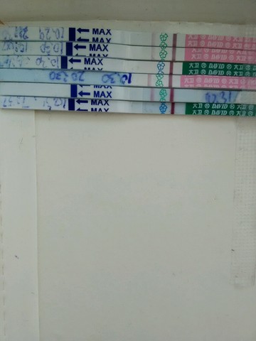 journal_insert_pic_329034384