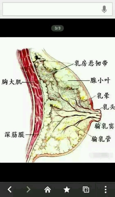 赶紧追奶_孕婴母乳分泌有很多相关因素,一不小_宝宝树