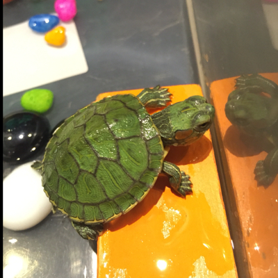 孕妇能养巴西龟幼龟吗?有人养吗?对胎儿有影响吗?