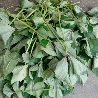 红薯梗能不能吃