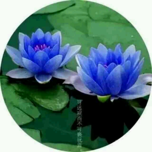 各位妈妈们你们好_胎儿四个月了,肚脐上下妊娠线不对称,上面的_宝宝树