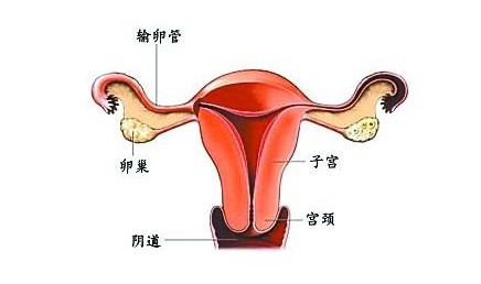 如何在一个月内成功受孕,并且减少生产时间,方法很重要