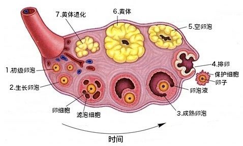 末次2.21，早孕的忐忑和焦虑，经历过的才懂！_宝宝今天11_宝宝树