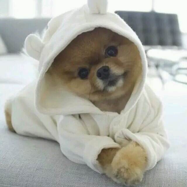 开森的汪星人               暂时没有内容