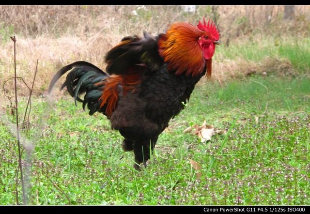 骄傲的大红公鸡也要秀.
